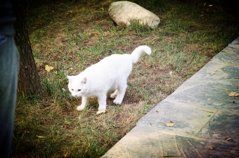 20131019杜陵的喵星人1_副本.jpg