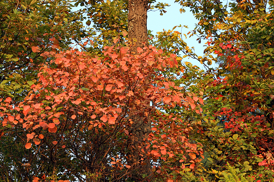 IMG_95151.jpg
