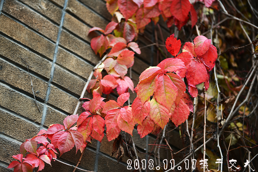DSC_4129.JPG