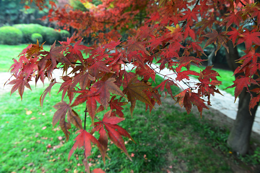 DSC_4159.JPG