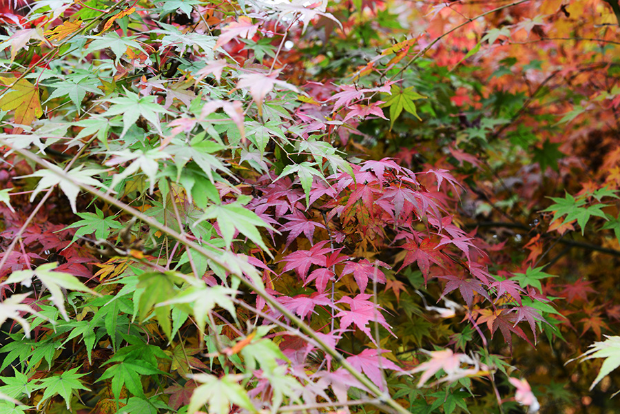 DSC_4171.JPG