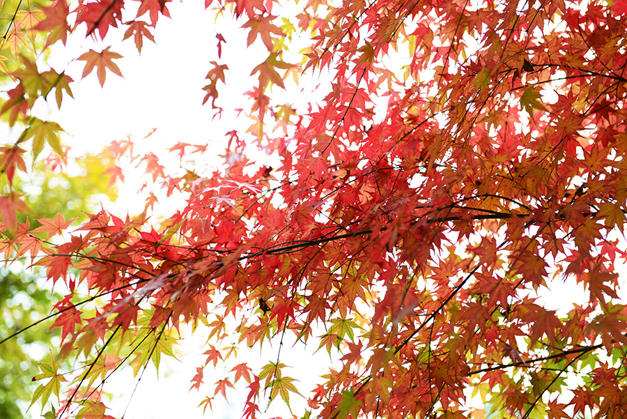 DSC_4184.JPG