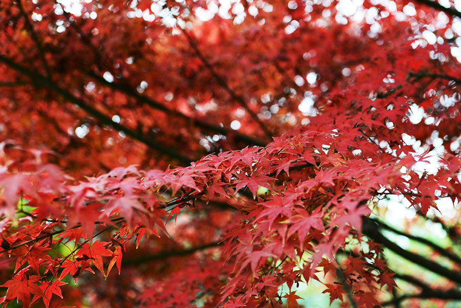 DSC_4185.JPG
