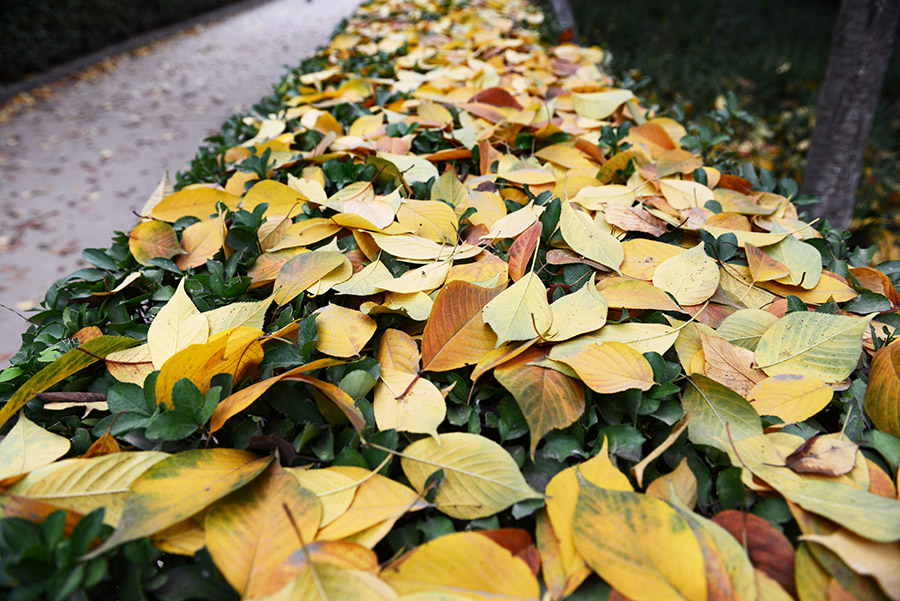 DSC_4213.JPG