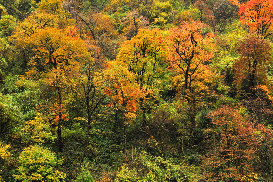 DSC_0115.jpg