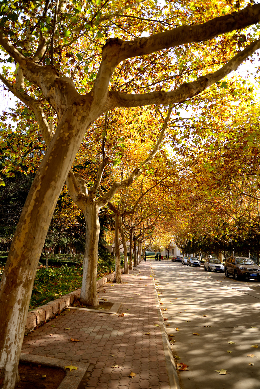 DSC_1529.jpg
