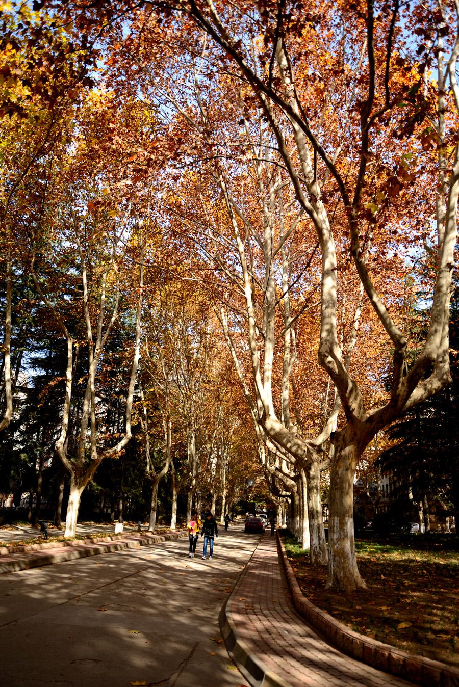 DSC_1530.jpg