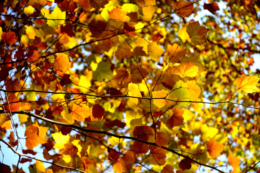 DSC_1541.jpg