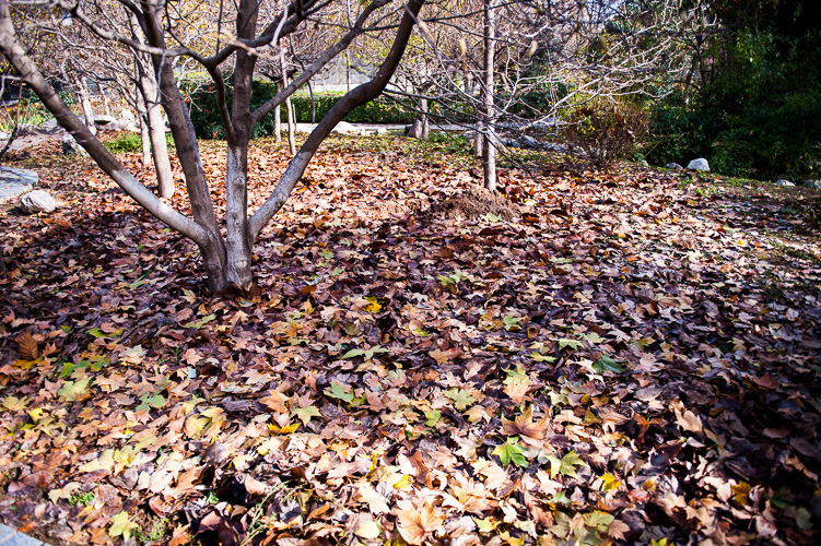 DSC_4645.jpg