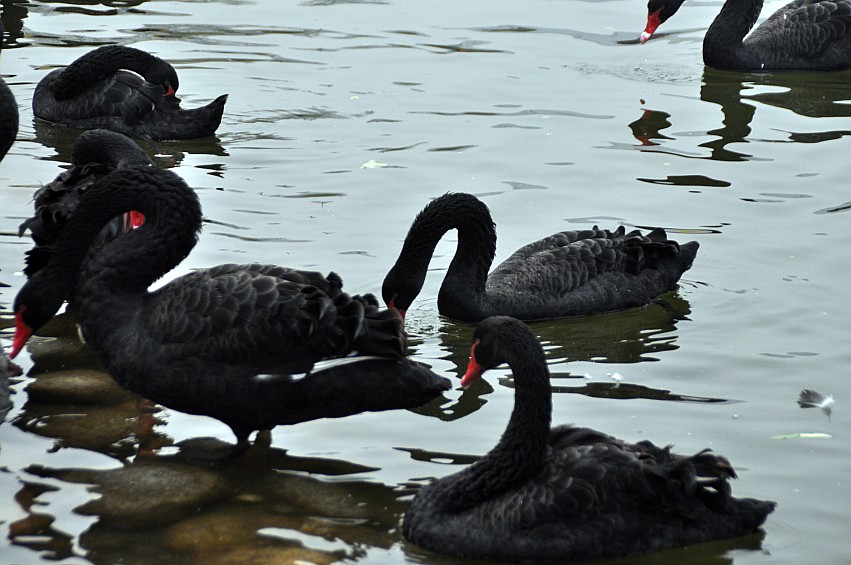 DSC_0033_conew1.jpg