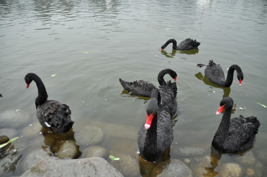DSC_0034_conew1.jpg