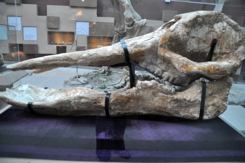 DSC_0041_conew1.jpg