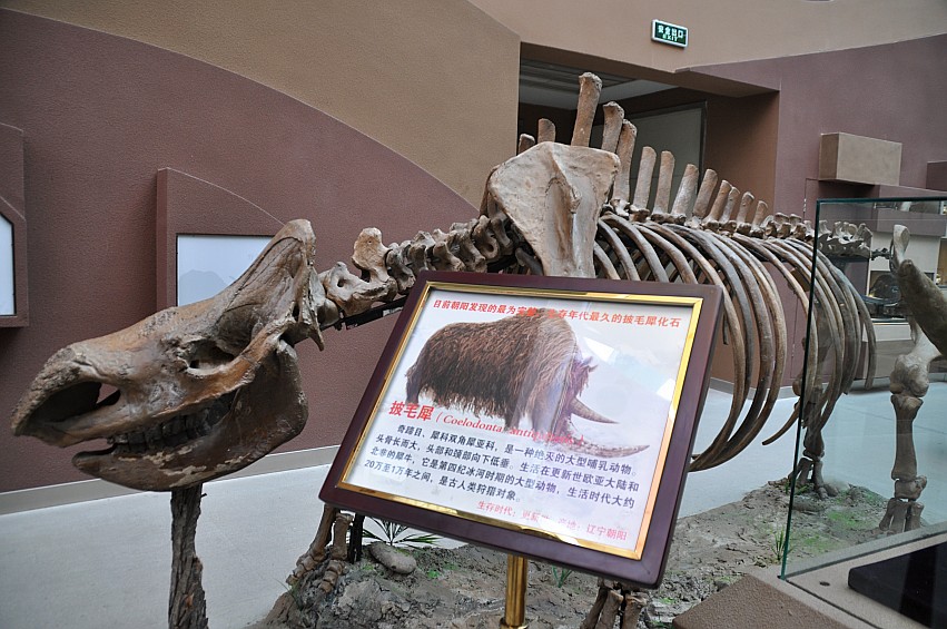 DSC_0045_conew1.jpg