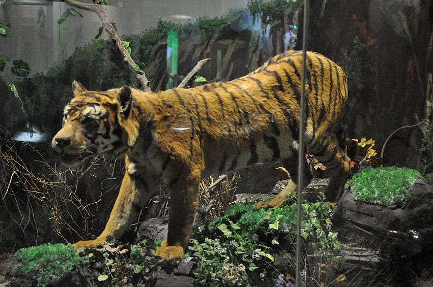 DSC_0054_conew1.jpg