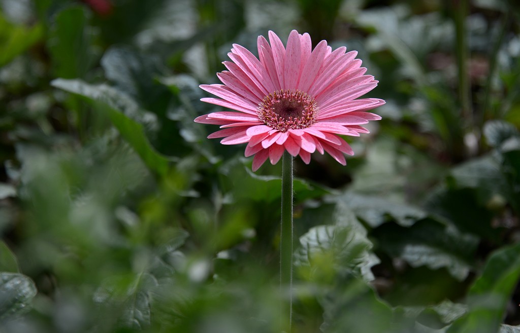 DSC_3260.JPG
