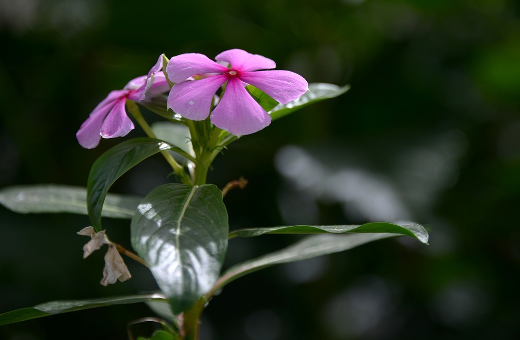 DSC_3279.JPG