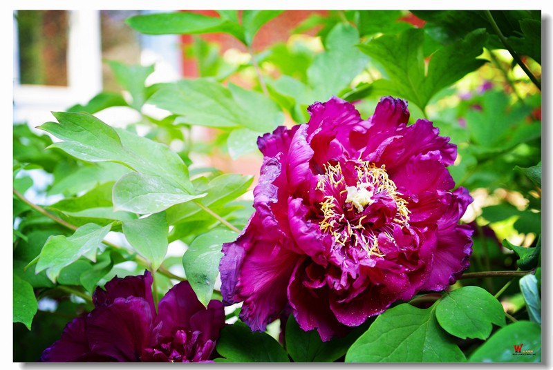 DSC_9568_副本.jpg