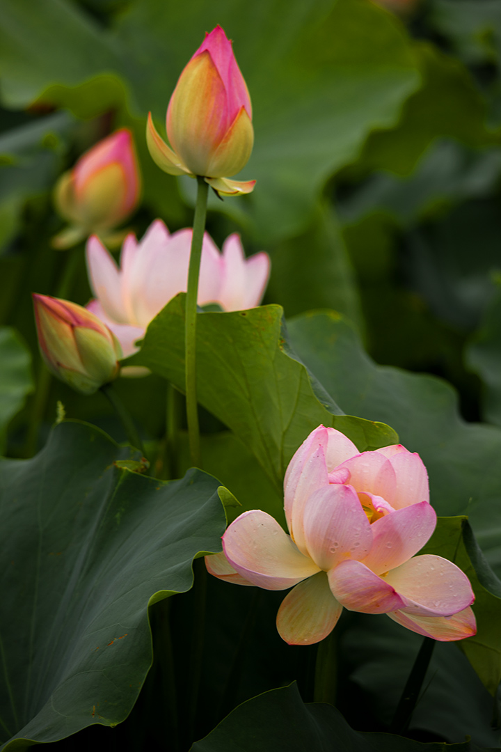 IMG_9697已发.jpg