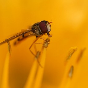 食蚜蝇