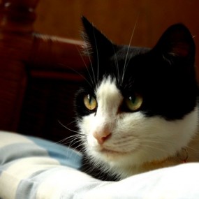 猫咪