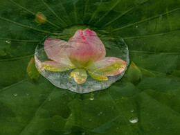雨荷