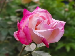 手机拍月季花
