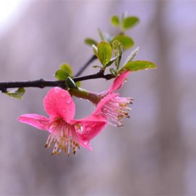 雨中海棠花