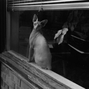 mark steinmetz