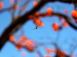 蜘蛛