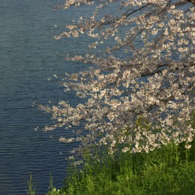 春之日本皇居