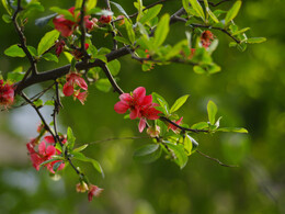 《花开花谢》