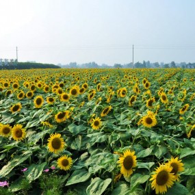 楼观花季1