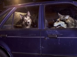 The silence of dogs in cars by Martin Usborne