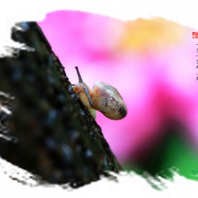 蜗牛