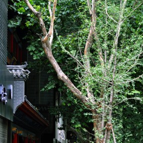 还是街拍随拍