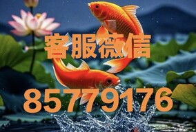 徽Q同步 8577-9176 新盛游戏会员登录注册流程