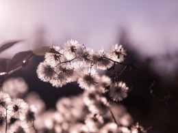 逆光下的绒花