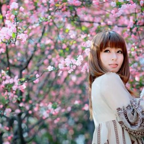 凤凰花又开