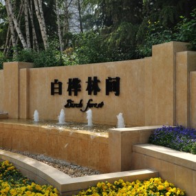 白桦林间B