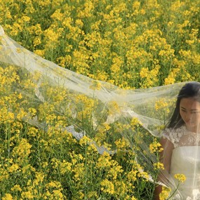 油菜花田