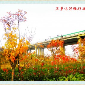 遥望渭河彼岸