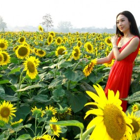 我与葵花比美