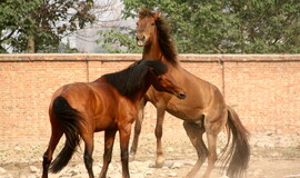 人像系列 60307 马场女骑手