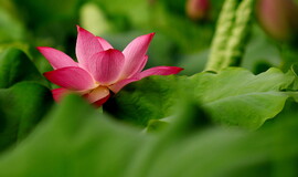 莲湖荷花 60622