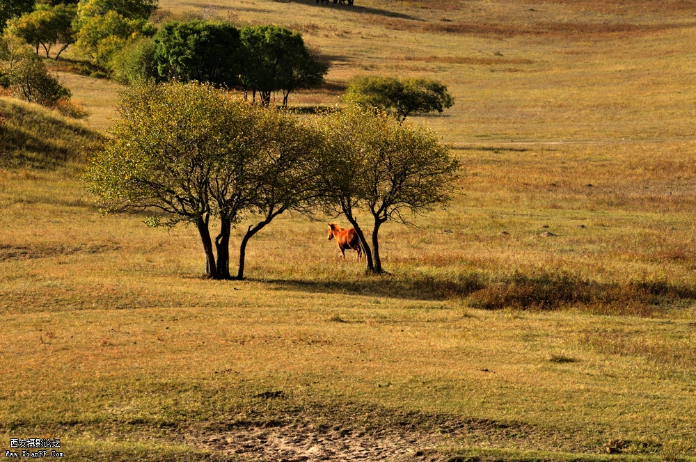 []D300ͷ:῵ AF-S VR 70-200mm f/2.8G IF-ED[] Ȧ: 8.0 :1/320 :200  й: ...