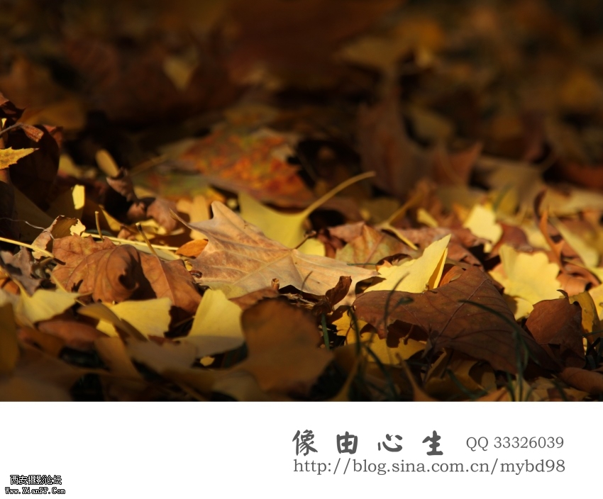 20111111随拍0003.jpg