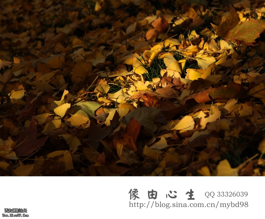 20111111随拍0004.jpg