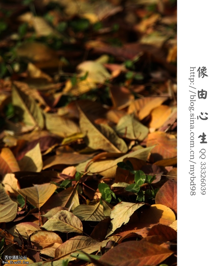 20111111随拍0005.jpg