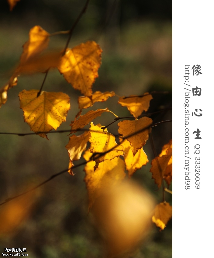 20111111随拍0006.jpg