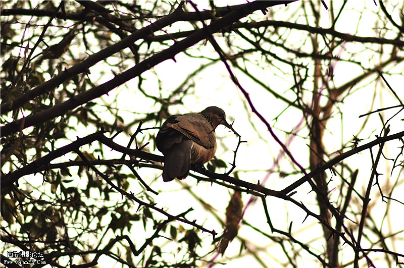 DSC_0319_副本.jpg